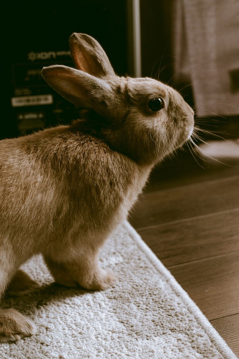 Brown rabbit standing on a rug indoors near a window, looking alert in soft light.