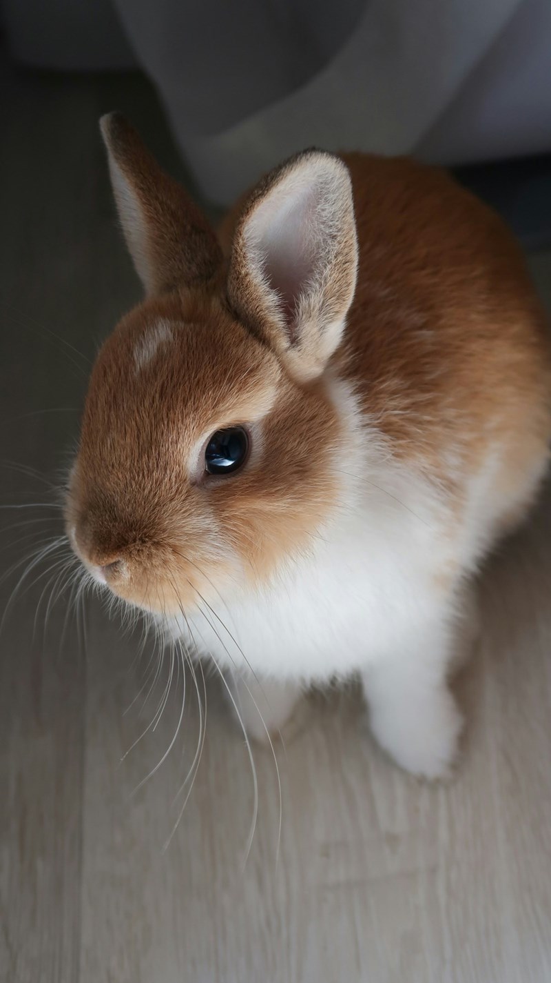 Small brown and white rabbit standing indoors on a light floor, looking alert.