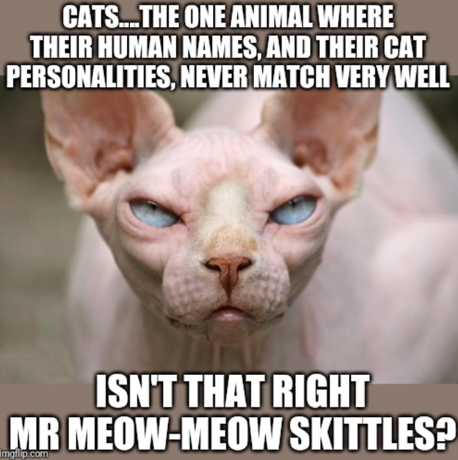 CATS...THE ONE ANIMAL WHERE THEIR HUMAN NAMES, AND THEIR CAT PERSONALITIES, NEVER MATCH VERY WELL ISN'T THAT RIGHT MR MEOW-MEOW SKITTLES? imgflip.com