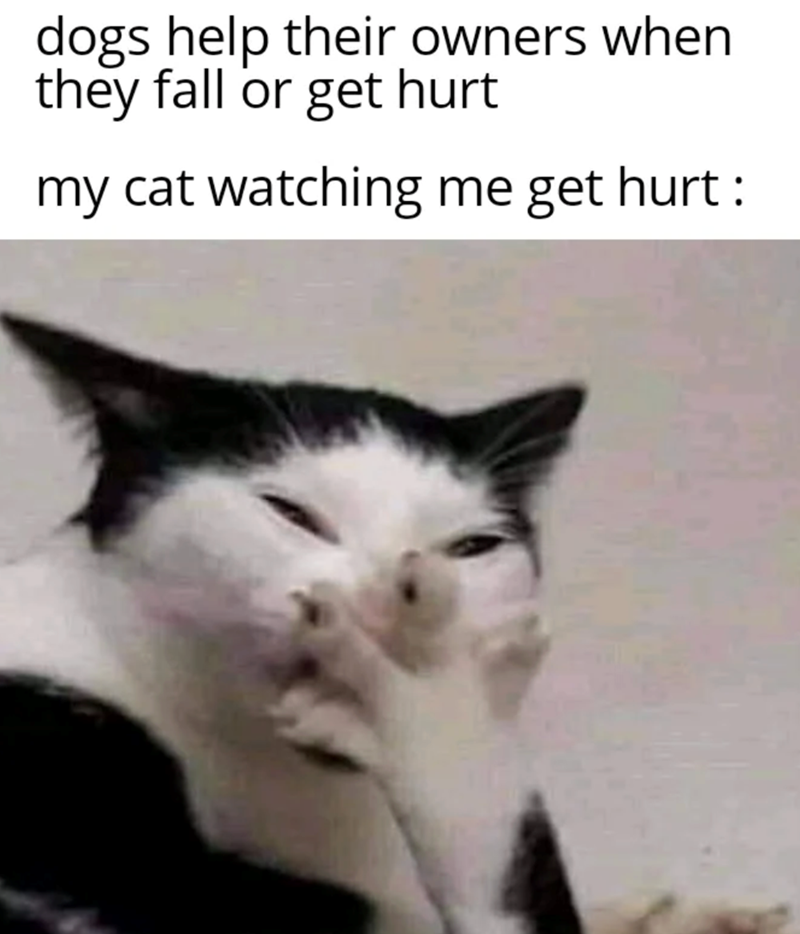 dogs help their owners when they fall or get hurt my cat watching me get hurt :