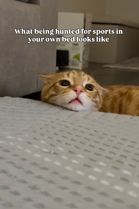 What being hunted for sports in your own bed looks like
