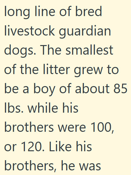 long line of bred livestock guardian dogs. The smallest of the litter grew to be a boy of about 85 lbs. while his brothers were 100, or 120. Like his brothers, he was