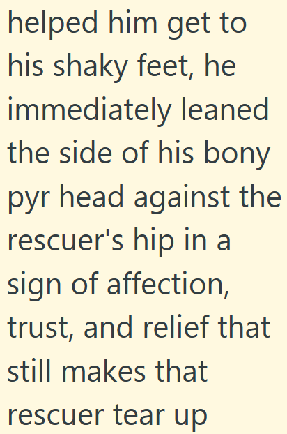 helped him get to his shaky feet, he immediately leaned the side of his bony pyr head against the rescuer's hip in a sign of affection, trust, and relief that still makes that rescuer tear up