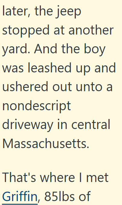 later, the jeep stopped at another yard. And the boy was leashed up and ushered out unto a nondescript driveway in central Massachusetts. That's where I met Griffin, 85lbs of