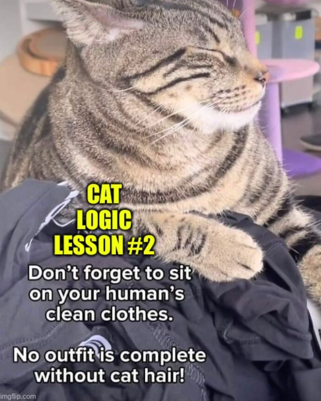 CAT LOGIC LESSON #2 Don't forget to sit on your human's clean clothes. No outfit is complete without cat hair! imgflip.com
