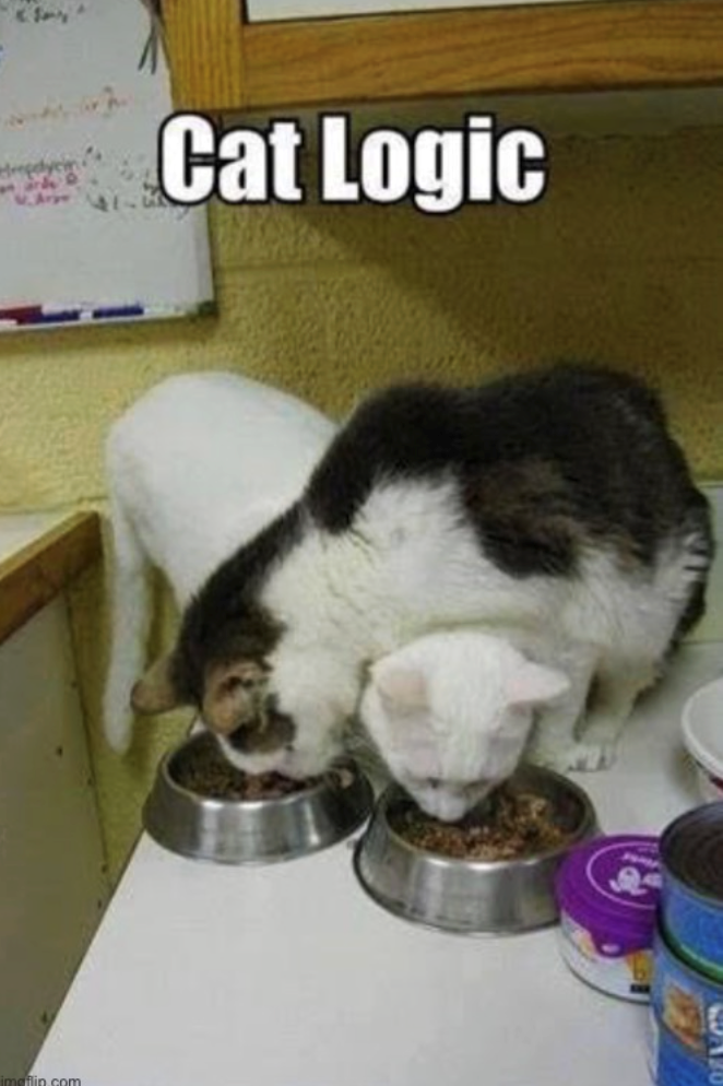 imdiilin.com Cat Logic