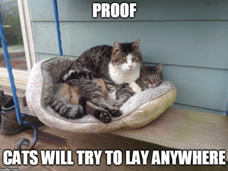 PROOF CATS WILL TRY TO LAY ANYWHERE imgflip.com