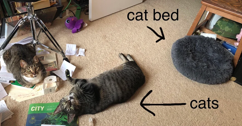 CITY M cat bed لا cats