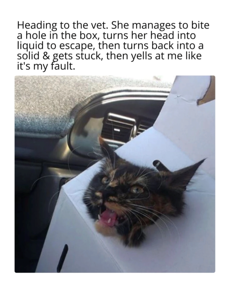 Heading to the vet. She manages to bite a hole in the box, turns her head into liquid to escape, then turns back into a solid & gets stuck, then yells at me like it's my fault.