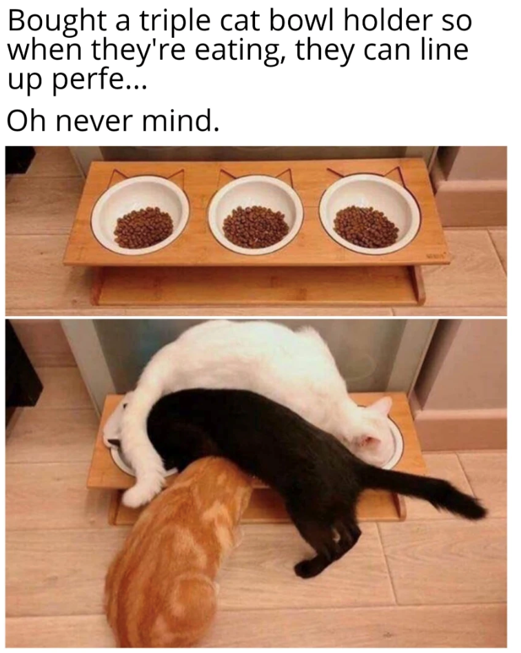 Bought a triple cat bowl holder so when they're eating, they can line up perfe... Oh never mind. 0