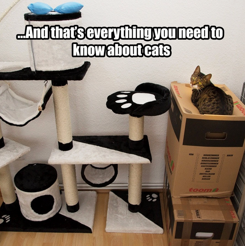 And that's everything you need to know about cats VON WOHNZIMMER NACH AV SCHLAFZIMMER 4 KINDERZIMMER ARBEITSZIMMER GASTEZIMMER KUCHE BAD ABSTELLRAUM KELLER GARAGE tooma NAC SOLAF com