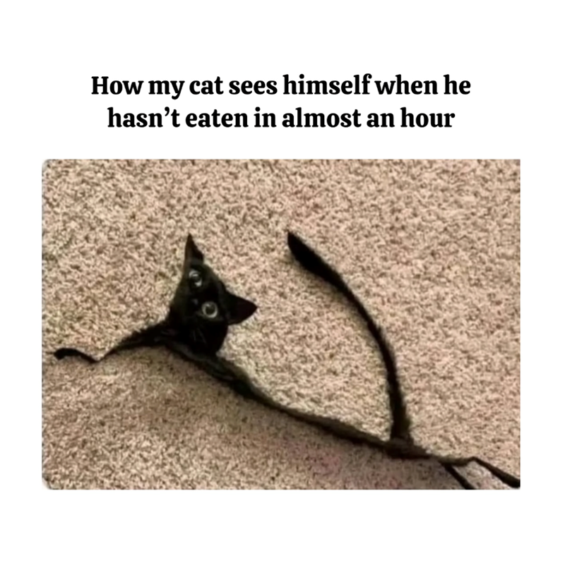 How my cat sees himself when he hasn't eaten in almost an hour