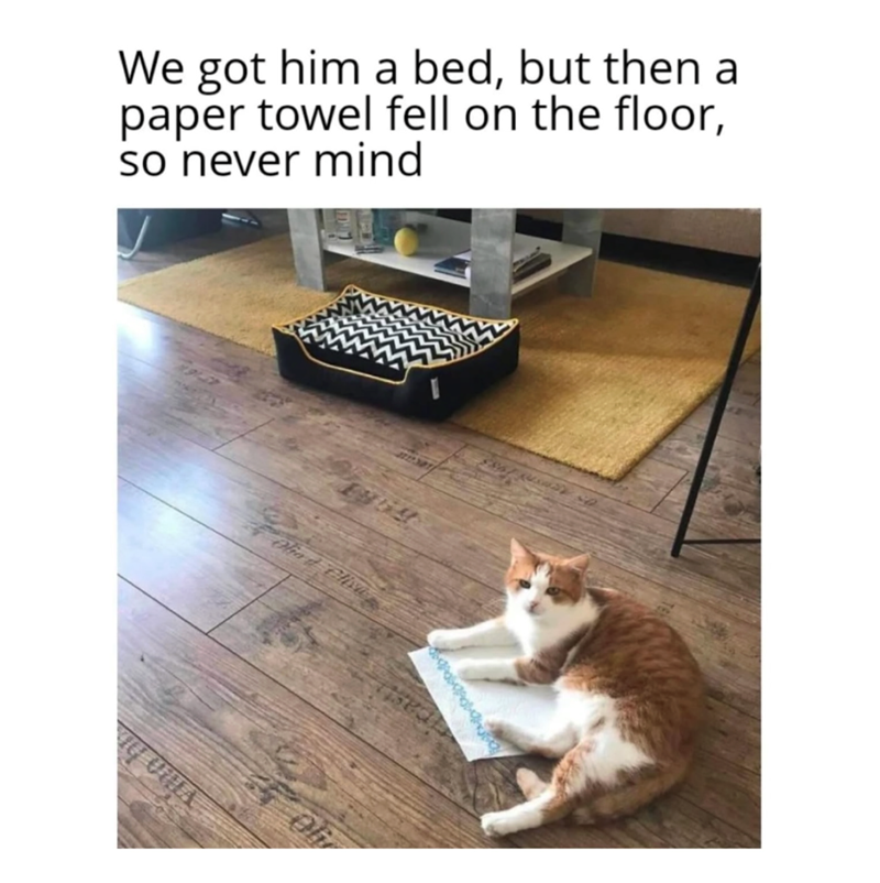 We got him a bed, but then a paper towel fell on the floor, so never mind Olio d Elisa IG UULA Of