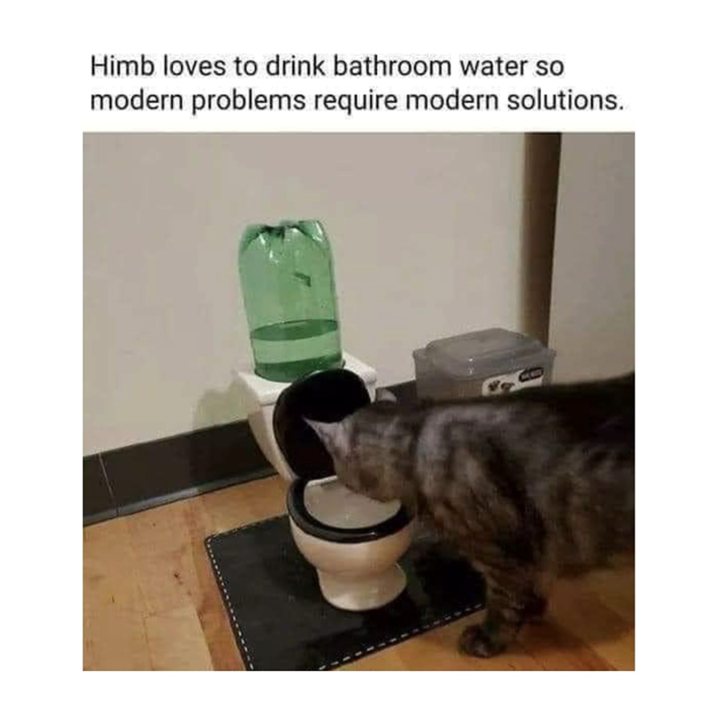 Himb loves to drink bathroom water so modern problems require modern solutions..