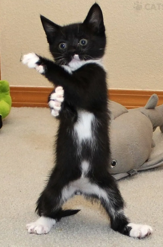CATS