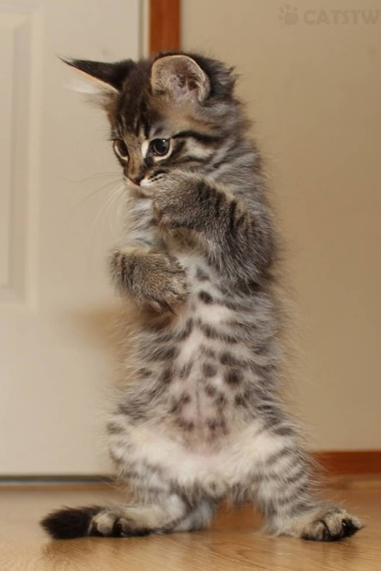 CATSTW