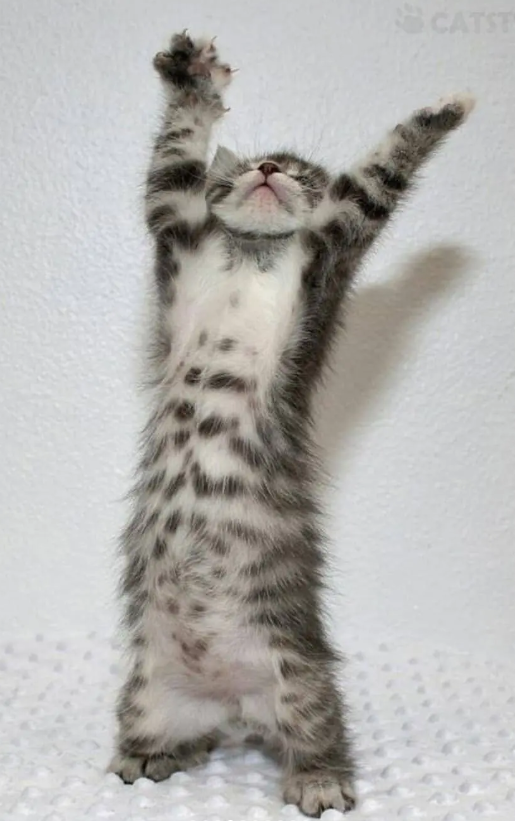 CATST