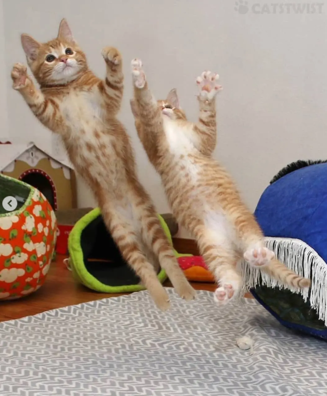 CATSTWIST