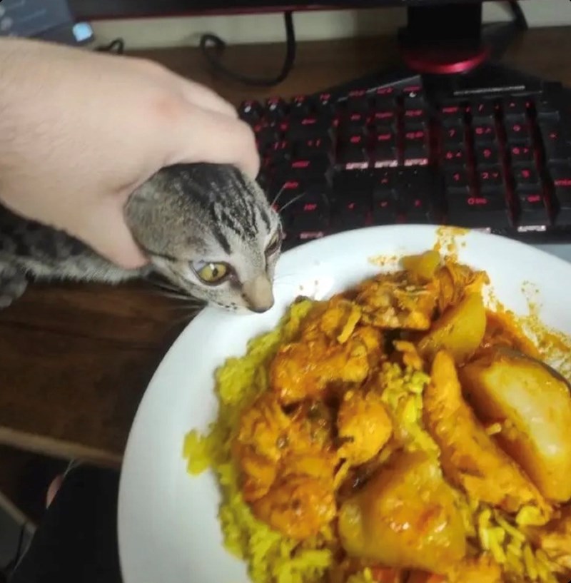 funny cat trying to steal food
