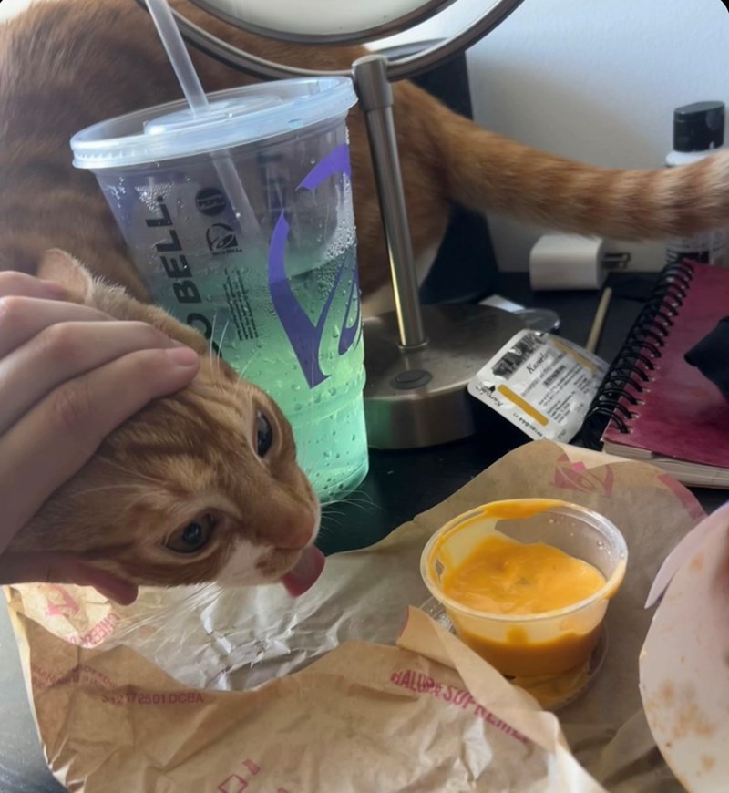 funny cat trying to steal food