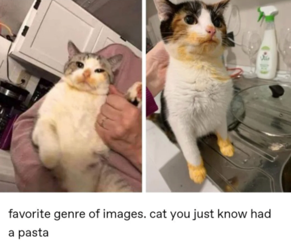 (+31) favorite genre of images. cat you just know had a pasta