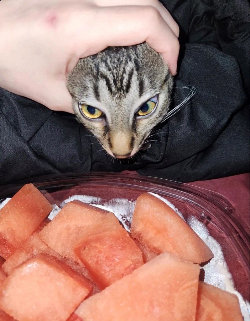 funny cat trying to steal food