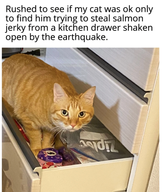 Rushed to see if my cat was ok only to find him trying to steal salmon jerky from a kitchen drawer shaken open by the earthquake.
