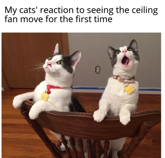 My cats' reaction to seeing the ceiling fan move for the first time
