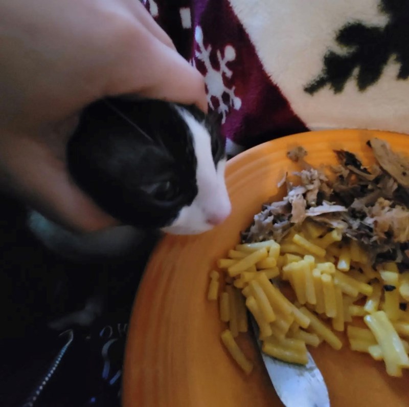 funny cat trying to steal food
