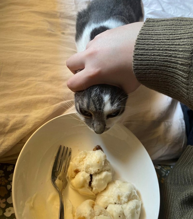 funny cat trying to steal food