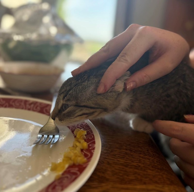funny cat trying to steal food