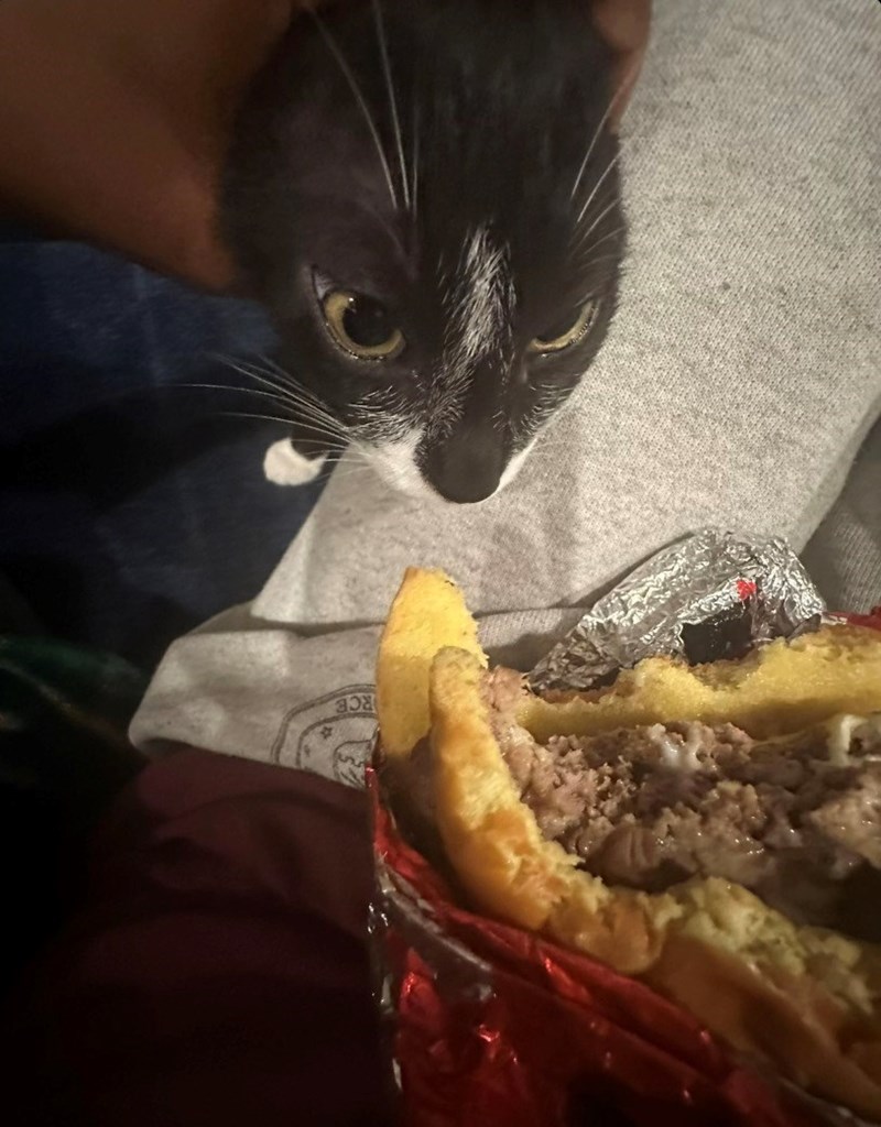 funny cat trying to steal food