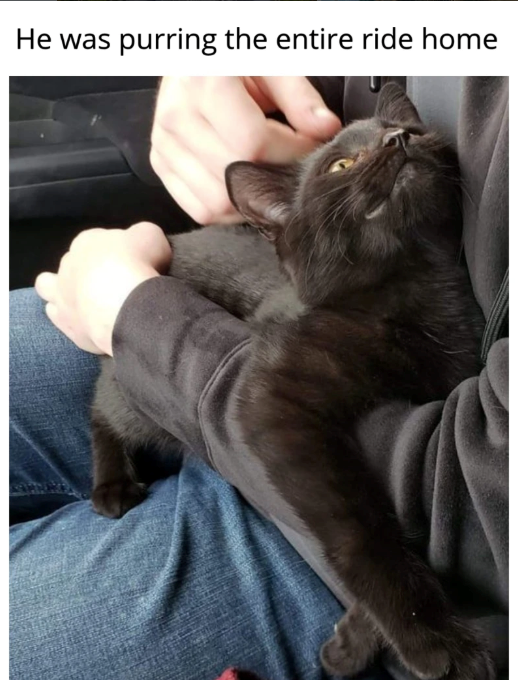 He was purring the entire ride home