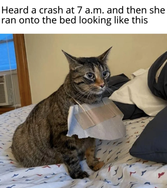 Heard a crash at 7 a.m. and then she ran onto the bed looking like this