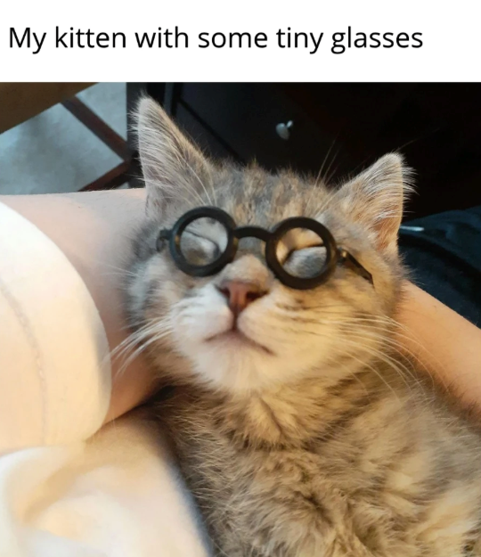 My kitten with some tiny glasses