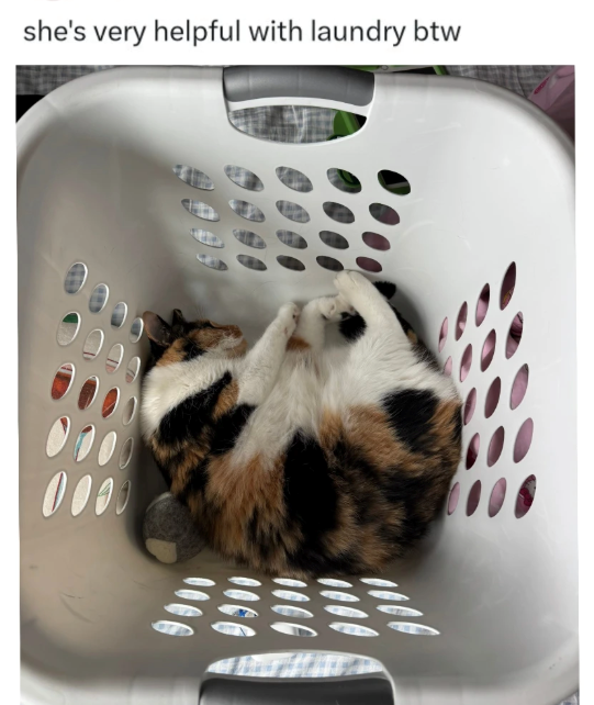 0000 9900 she's very helpful with laundry btw