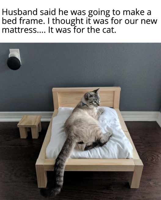 Husband said he was going to make a bed frame. I thought it was for our new mattress.... It was for the cat.