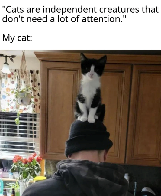 "Cats are independent creatures that don't need a lot of attention." My cat: