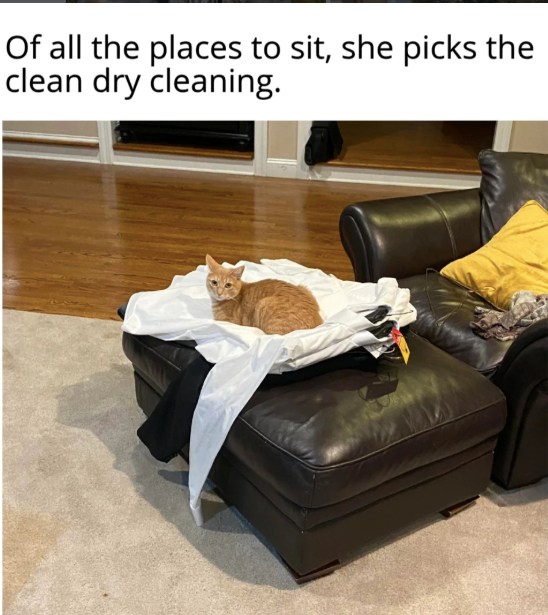 Of all the places to sit, she picks the clean dry cleaning.