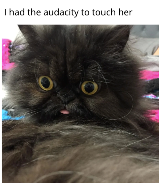 I had the audacity to touch her
