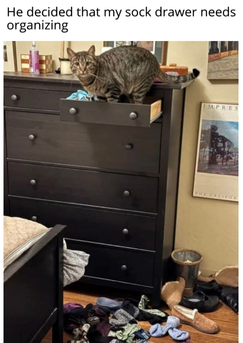 He decided that my sock drawer needs organizing IMPRES THE CALIFOR
