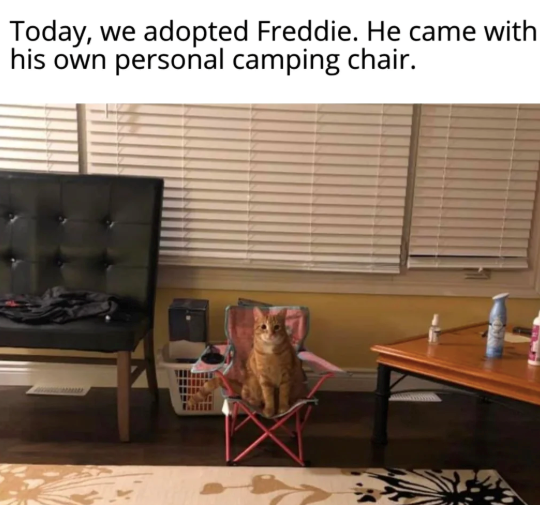 Today, we adopted Freddie. He came with his own personal camping chair. www