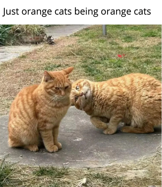 Just orange cats being orange cats