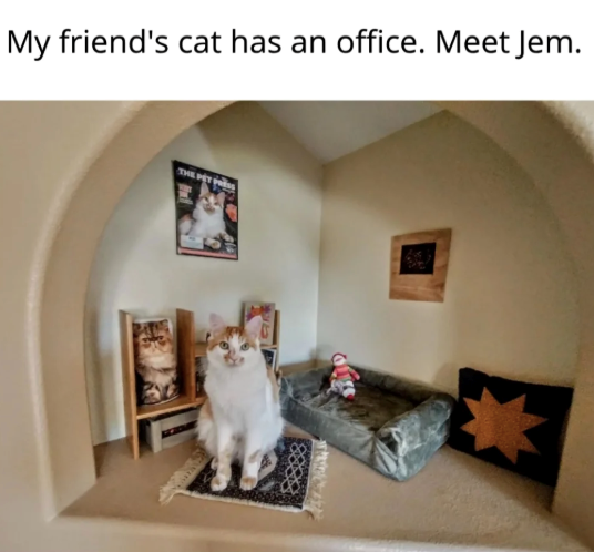 My friend's cat has an office. Meet Jem. THE PET P