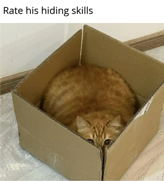 Rate his hiding skills