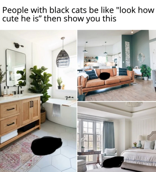 People with black cats be like "look how cute he is" then show you this BANCROF 11