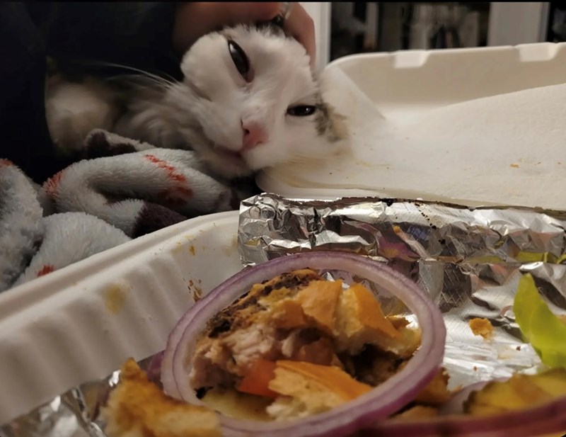 funny cat trying to steal food