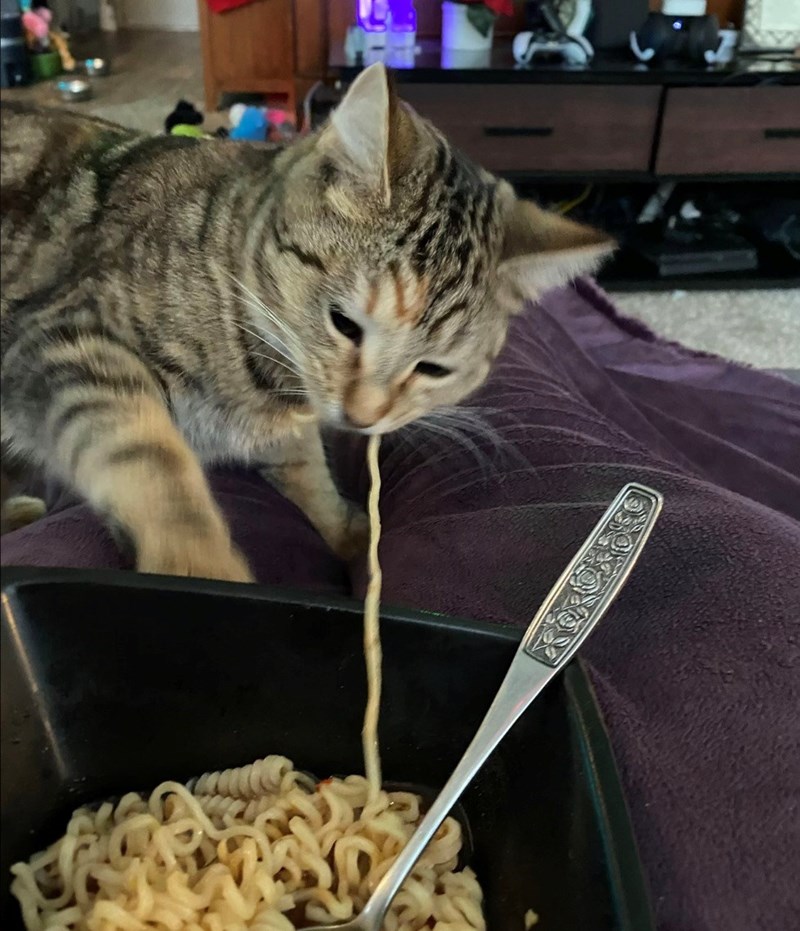 funny cat trying to steal food