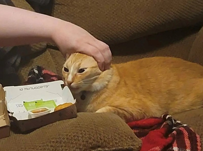 funny cat trying to steal food