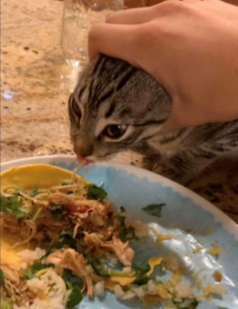 funny cat trying to steal food
